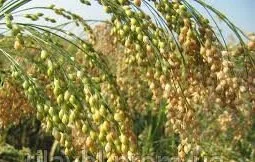 Просо сорт Ветрило- фото № 1