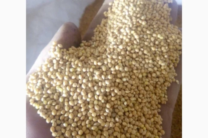 Продам просо сорт Біла Альтанка- фото № 1