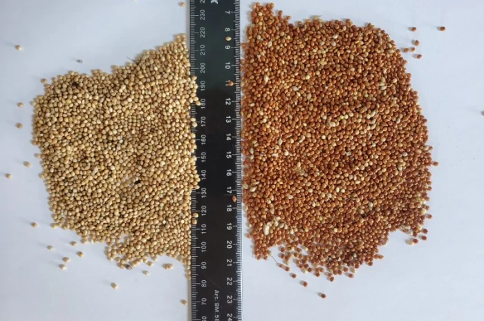 Куплю просо жовте та червоне- фото № 1