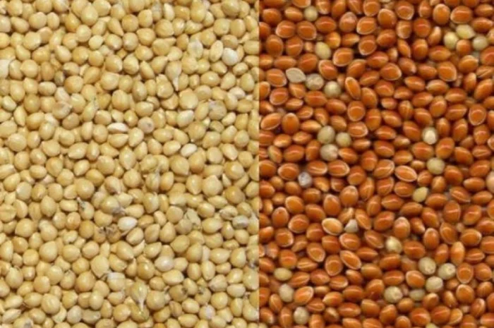 Закупівля проса білого, жовтого, червоного- фото № 1