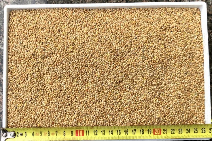 Купуємо просо біле, жовте, червоне- фото № 1