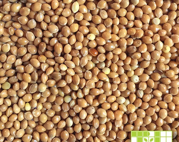 Закуповуємо просо жовте та червоне- фото № 1