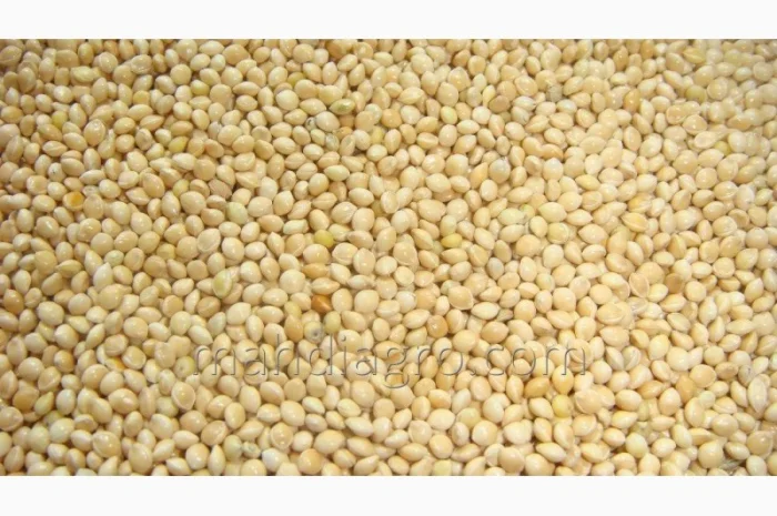 Купимо просо біле- фото № 1
