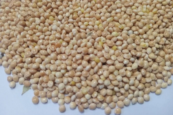 Насіння білого проса - сорт Омріани- фото № 1