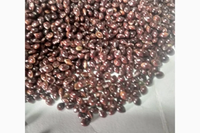 Посівне насіння чорного проса- фото № 1