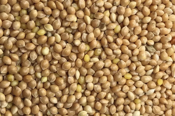 Просо жовте, червоне- фото № 1