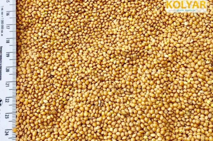Покупка просо жовте- фото № 1