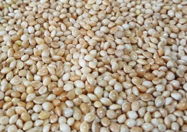 Просо біле- фото № 1