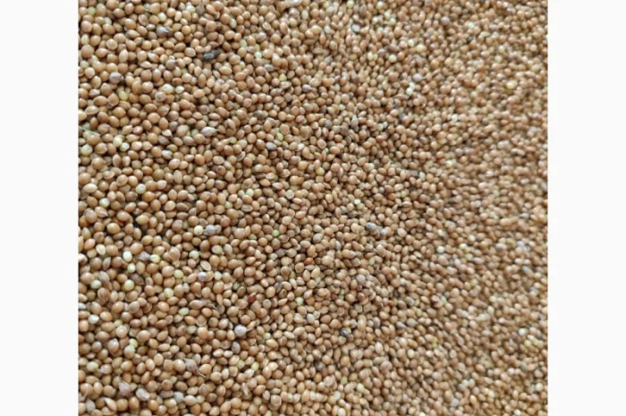 Просо жовте насіння, зерно- фото № 1