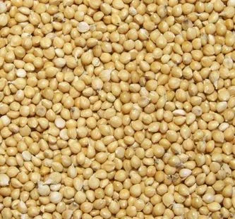 Просо сорт "Скадо" 1репр з ПДВ- фото № 1