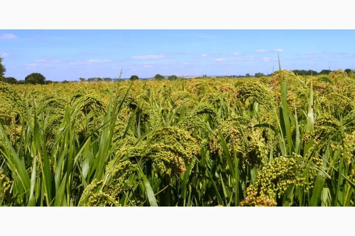 Просо Вітрило СН1 з ПДВ- фото № 1