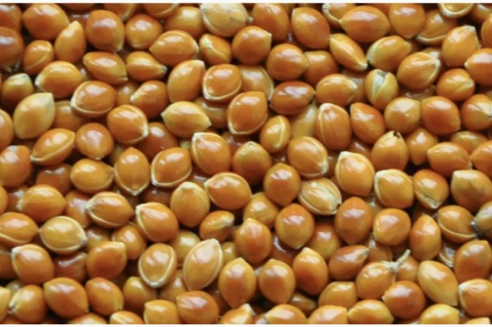 Просо «Полтавське золотисте» 1 репродукція- фото № 1