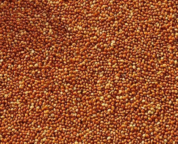 Продам Насіння Проса- фото № 1