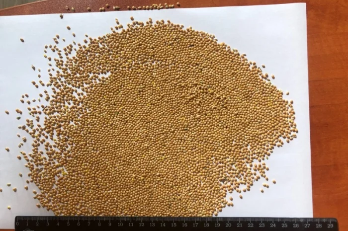 Закупівля Проса- фото № 1