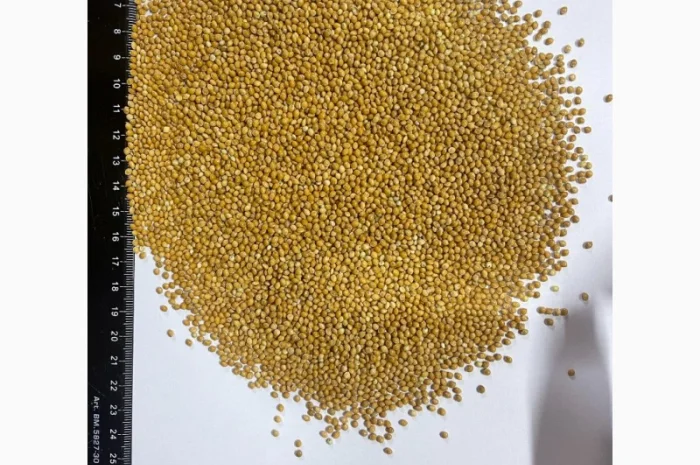 Продам Просо Жовте та Червоне- фото № 2