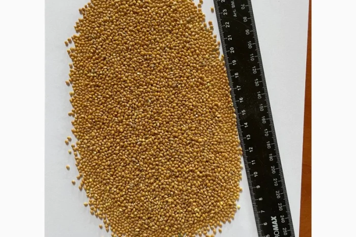 Продаю Просо на экспорт- фото № 1