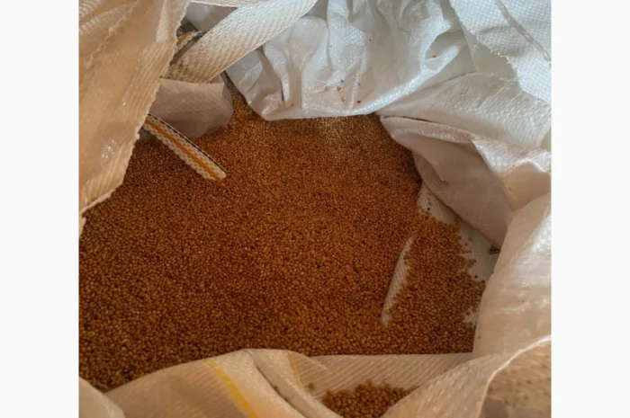 Продаю Просо на экспорт- фото № 3