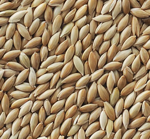 Продаємо високоякісне насіння канаркового проса- фото № 1