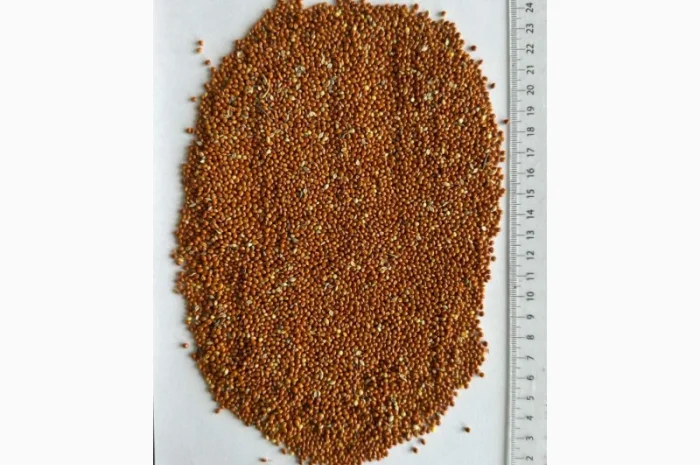 Продаж червоного проса високої якості- фото № 1
