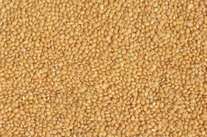 Насіння проса Біла Альтанка 1-репродукція- фото № 1