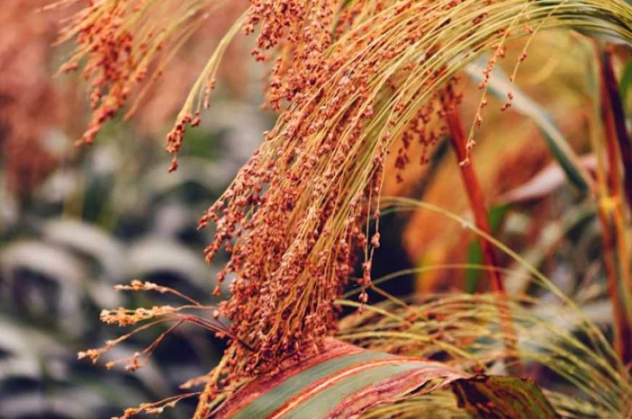 Семена проса "Скадо" элита, мешок 50кг- фото № 1