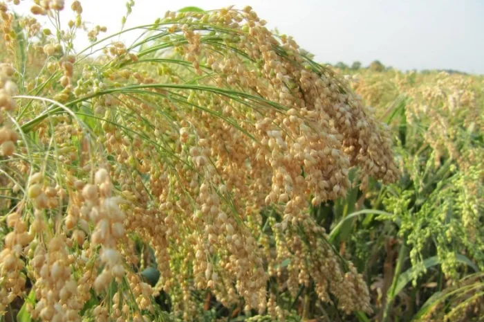 Просо жовте біла Альтанка 1р- фото № 1