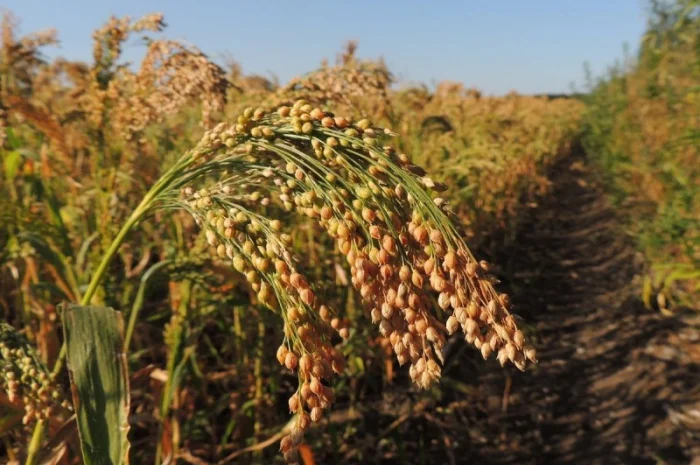 Продам Просо желтое- фото № 1