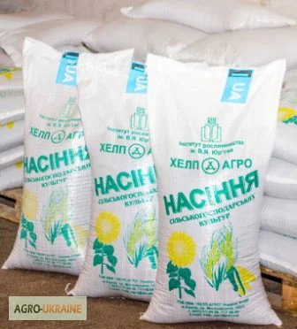 Просо посевне 1 репр. Козацьке- фото № 1