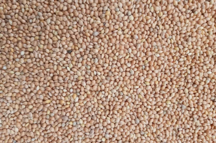 Закупаем Просо, Кременчуг вся Полт.обл- фото № 1