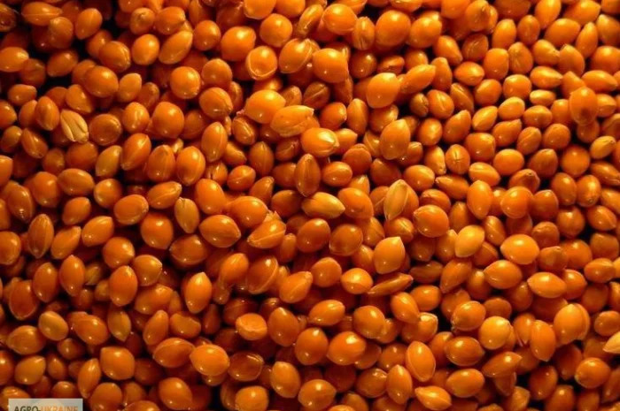 Семена проса красного - "Полтавское Золотистое". Ультрараннее 55 дней- фото № 1