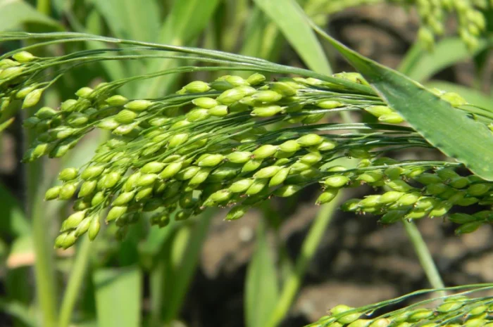 Семена проса желтого - сорт- «Харьковское-31»- фото № 1