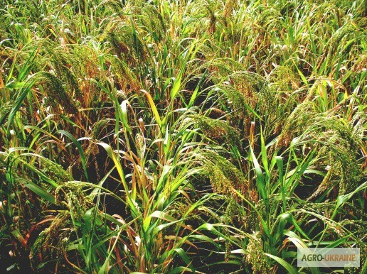 Семена проса желтого - сорт- «Харьковское-31»- фото № 2