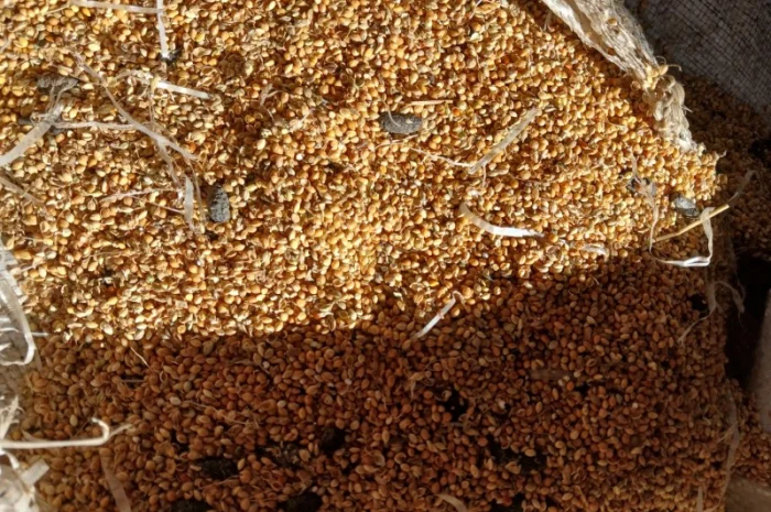 Продам просо 7 грн/кг- фото № 1