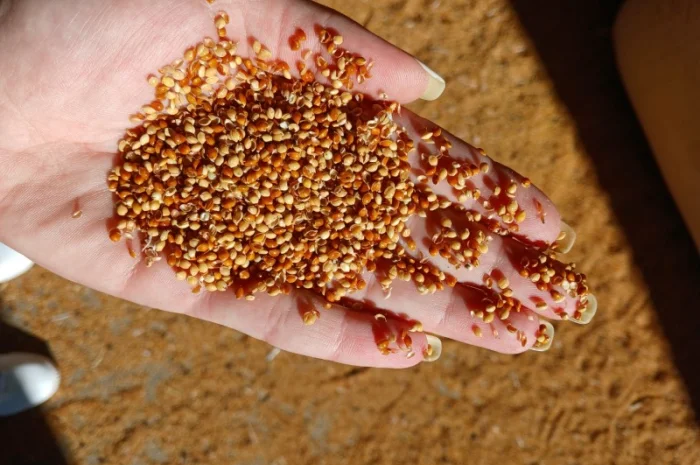 Продам просо 7 грн/кг- фото № 2