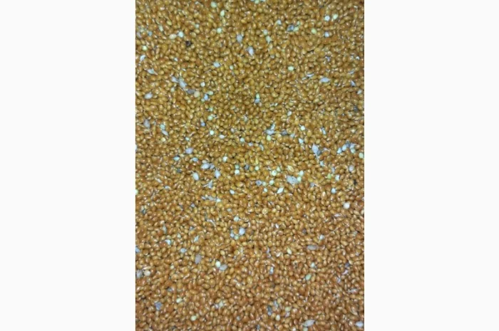 Полтавське золоте просо- фото № 1