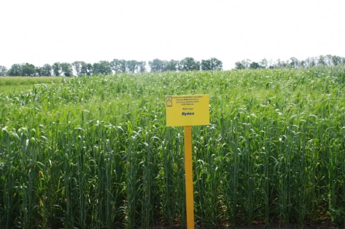 Жито посівне- фото № 1