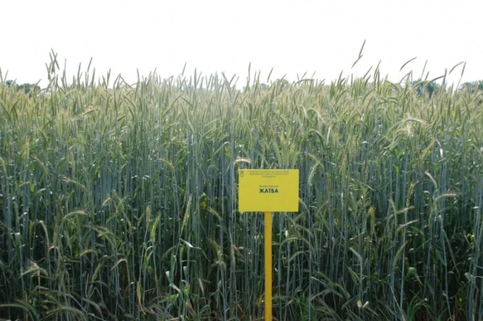 Жито посівне- фото № 3