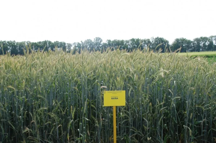 Жито посівне- фото № 4