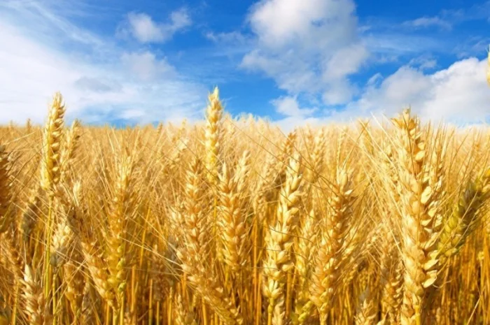 Жито 100 тонн на продаж- фото № 1