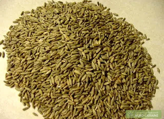 Закупівля ржи- фото № 1