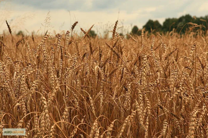 Куплю фуражну рожь- фото № 1