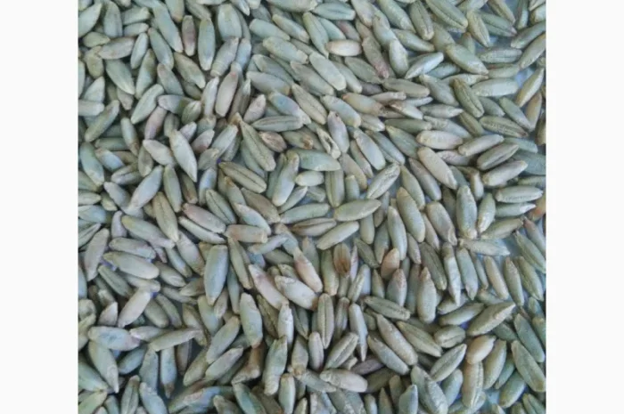 Продаж жита на постійній основі- фото № 1