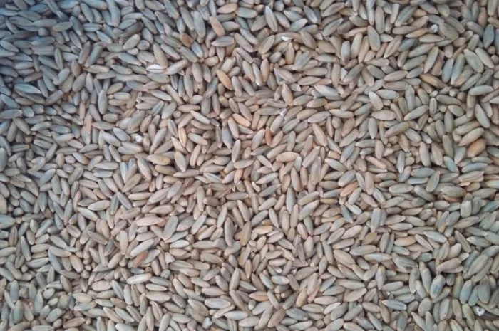 Жито постійно у покупці- фото № 1