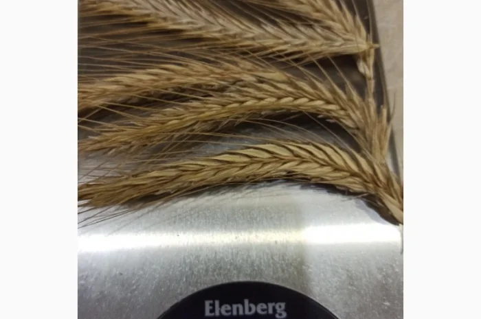 Озиме жито Алатир, насіння- фото № 2