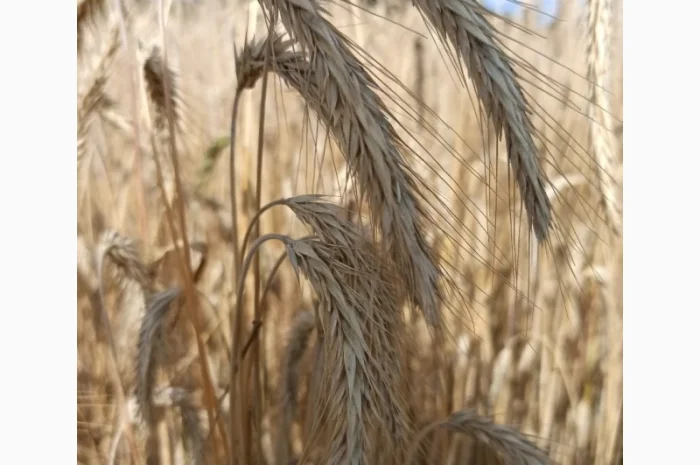Озиме жито Алатир, насіння- фото № 3