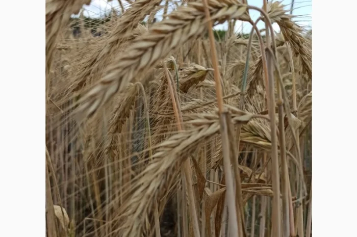 Озиме жито Алатир, насіння- фото № 4