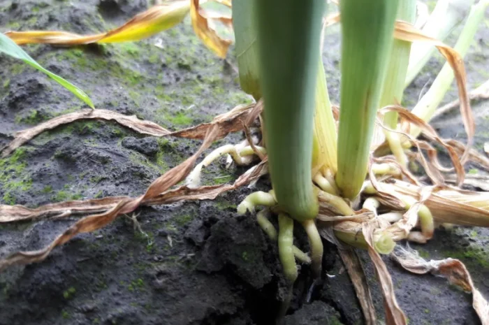 Озиме жито Оріана, насіння- фото № 2