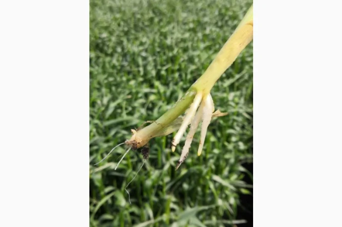 Озиме жито Оріана, насіння- фото № 3