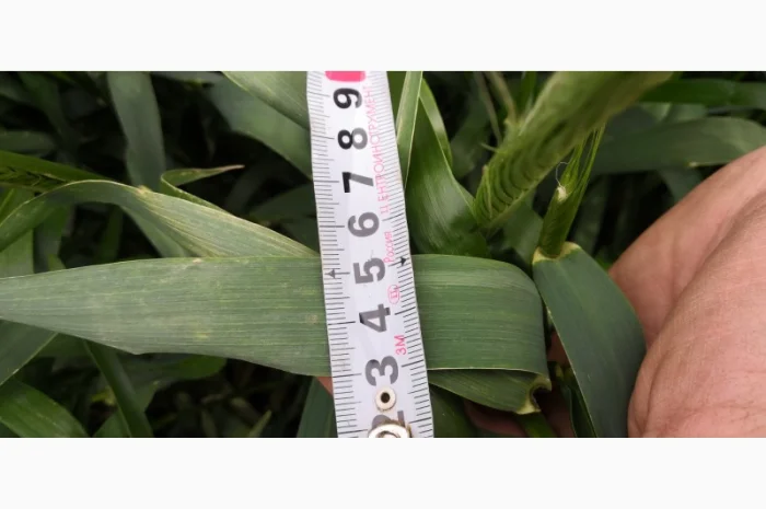 Озиме жито Оріана, насіння- фото № 4