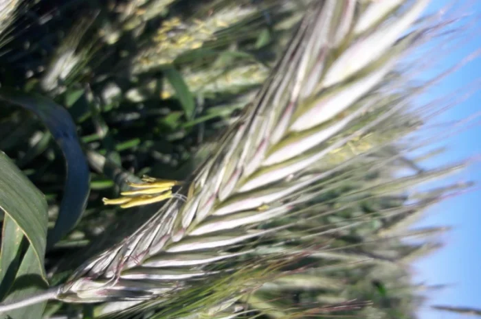 Озиме жито Оріана, насіння- фото № 5